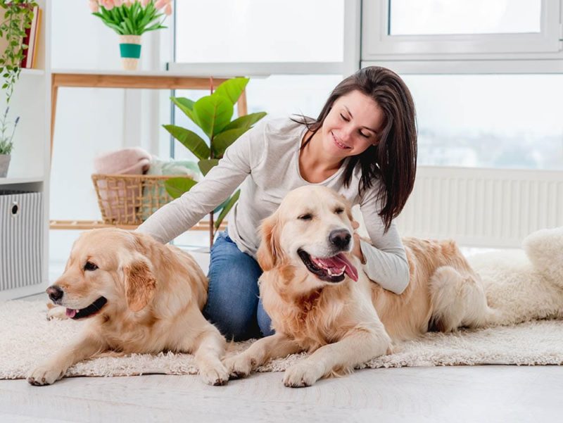 Golden retriever dogs lying on floor