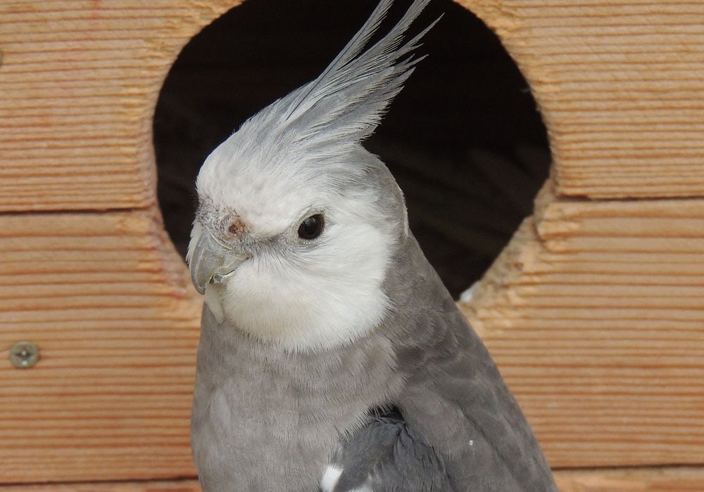 Gray Cockatiel