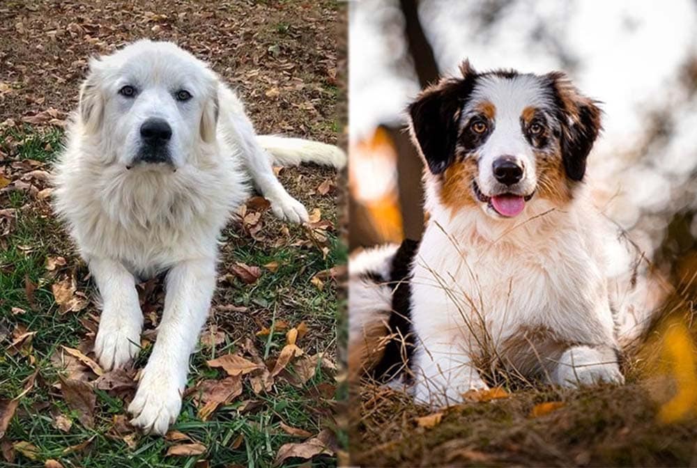 Great Pyrenees Australian Shepherd Mix 2