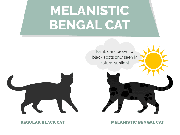 Mèo melanistic Bengal VS Mèo đen thông thường