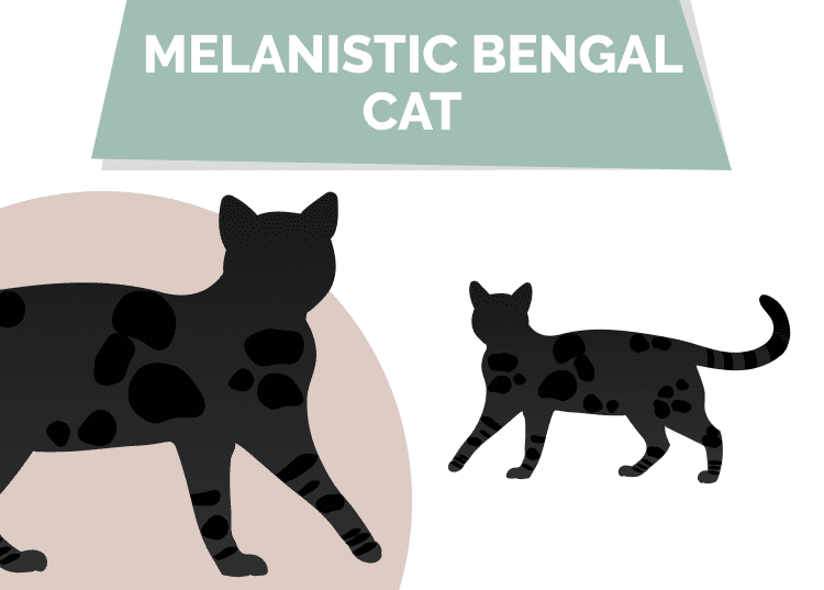 Melanistic (Black) Bengal cat
