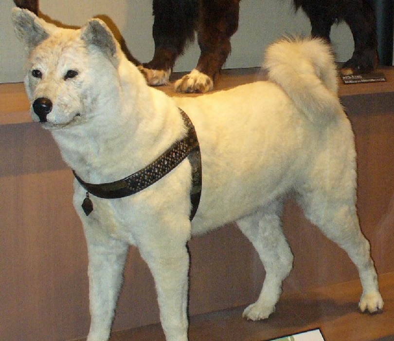 Hachiko