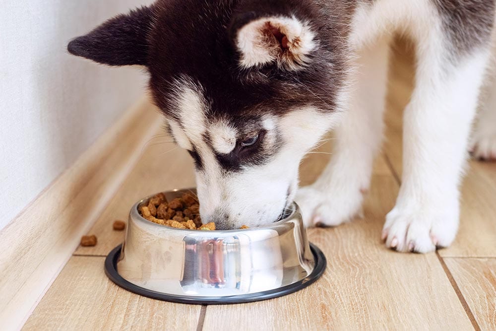 Husky puppy eating from feeding bowl indoors