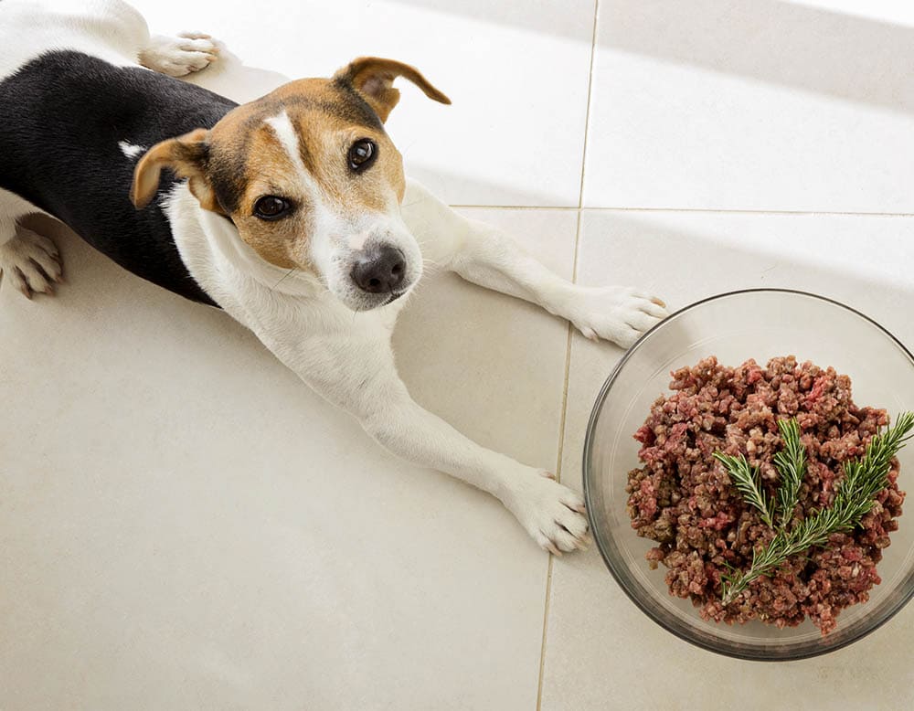 Jack russell terrier lies with a huge bowl of raw minced meat