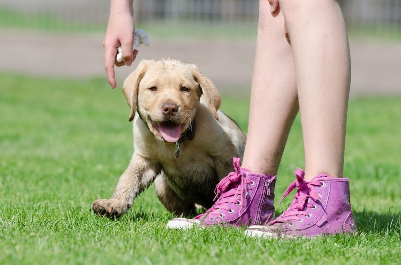 Labrador puppy in training