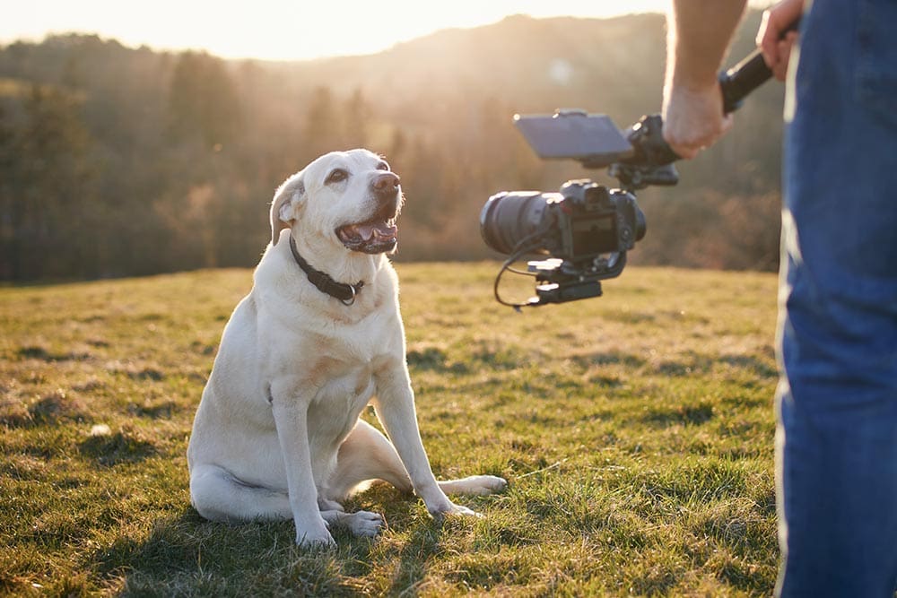 Labrador retriever posing for filming