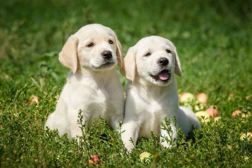 Chó tha mồi Labrador ngồi trên cỏ