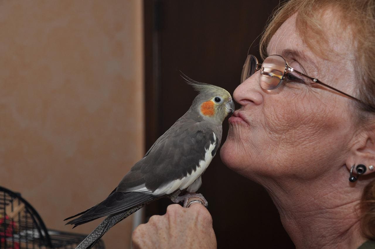 Lady kissing a Cockatiel