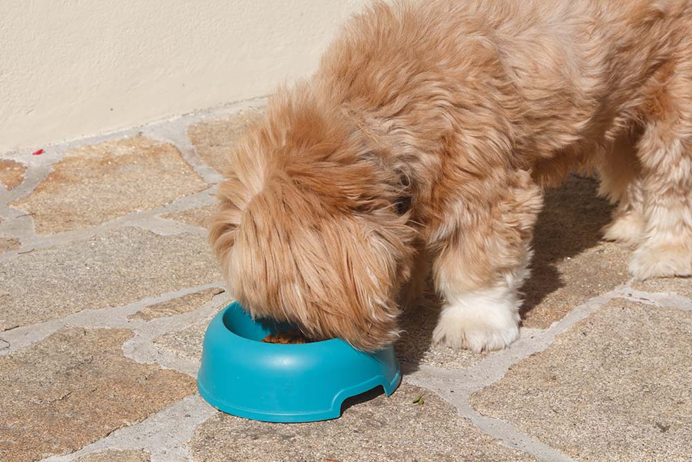Lhasa Apso dog eating in a blue plastic dog bowl