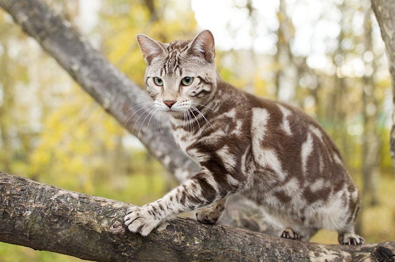 Marble Bengal Cat in Tree