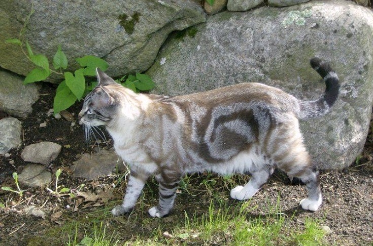 marble bengal cat 