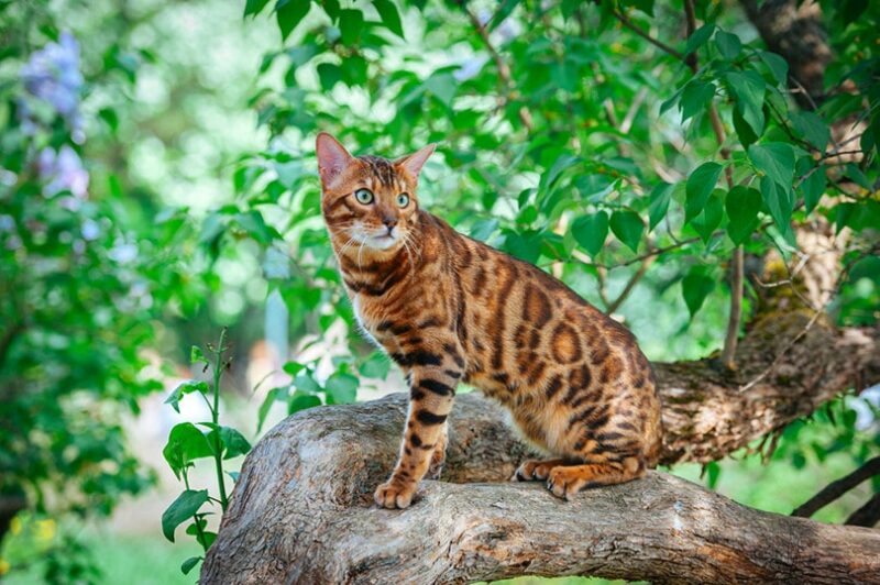 Bengal Patterns & Colors