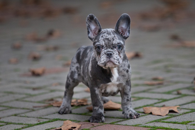 Merle French Bulldog Walking