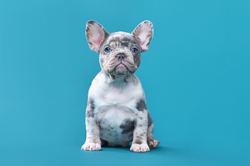 Blue Pied French Bulldog