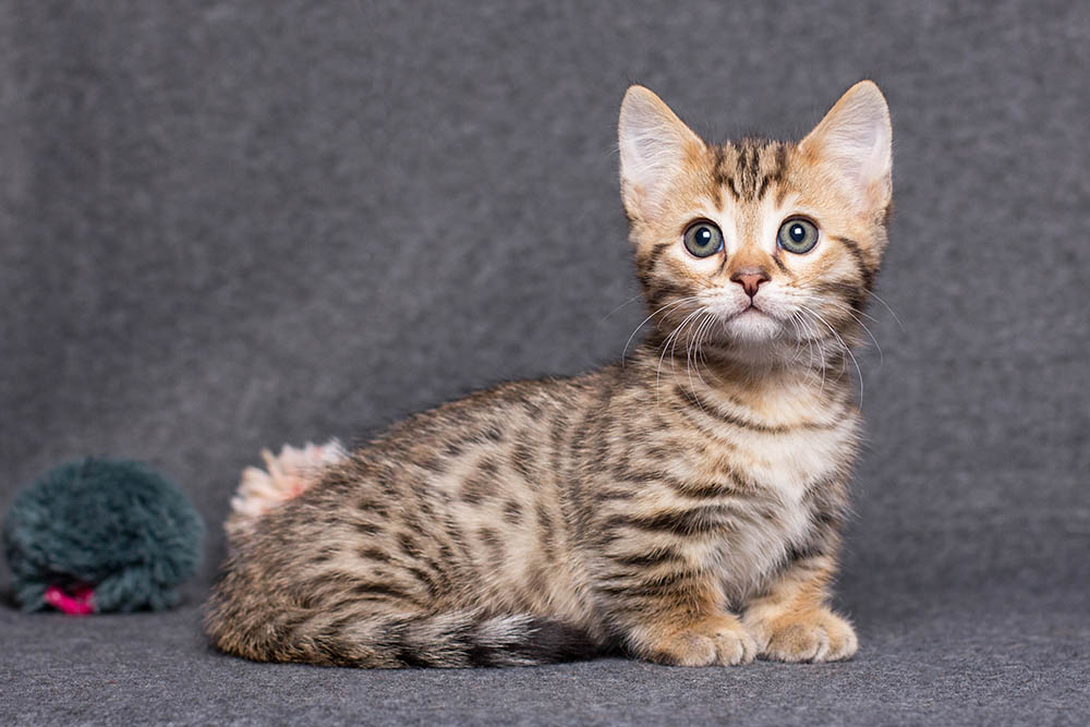 8 Amazing Facts About Munchkin Cats Genetics Temperament Sd Hepper