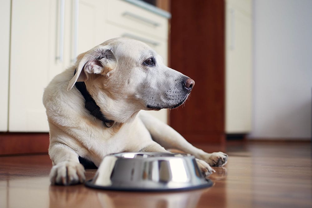 Chó già Labrador Retriever đang chờ cho ăn