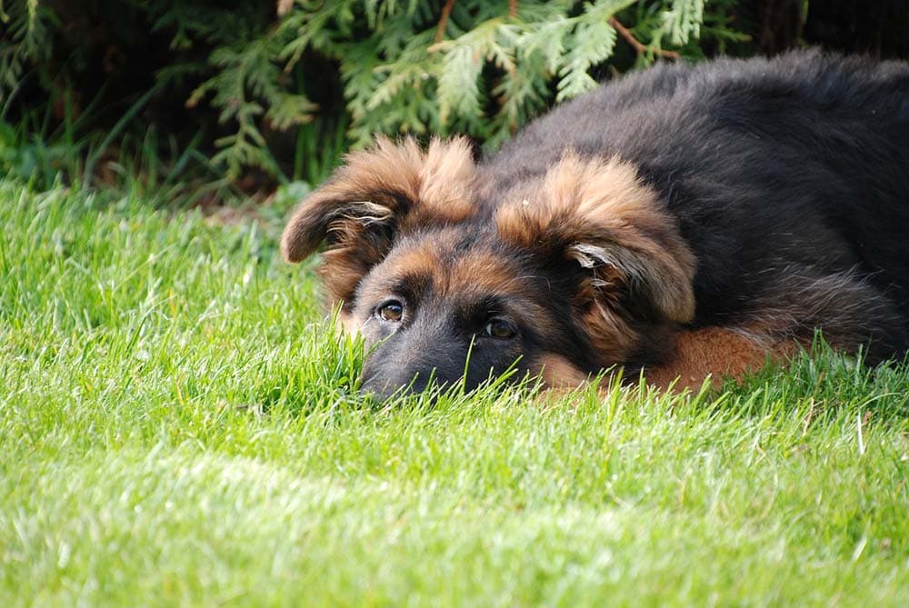 Old german shepherd dog resting on the grass