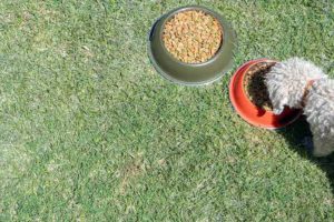 Poodle dog eating from a food dish in the garden