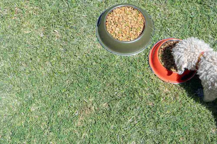 8 Best Dog Foods to Prevent Lawn Burn 2024 Reviews & Top Picks Hepper