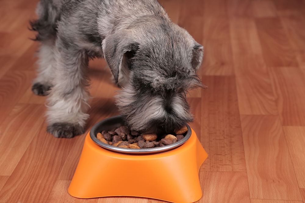 A Schnauzer puppy eating tasty dry food from a bowl