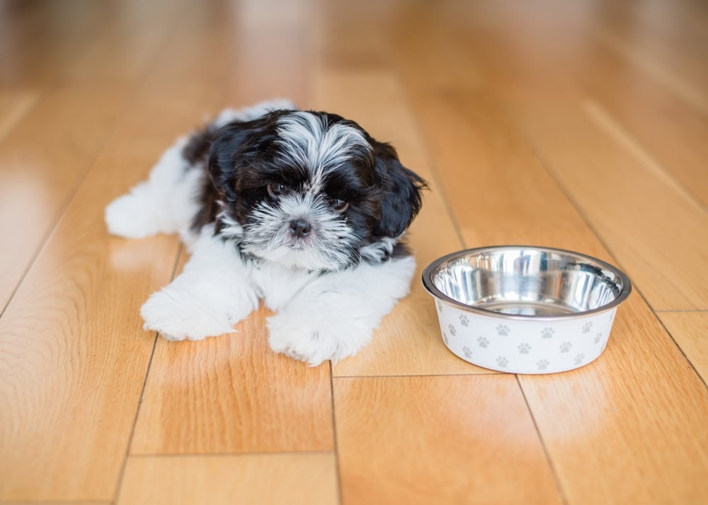 Shih Tzu Puppy laying beside a dog food bow