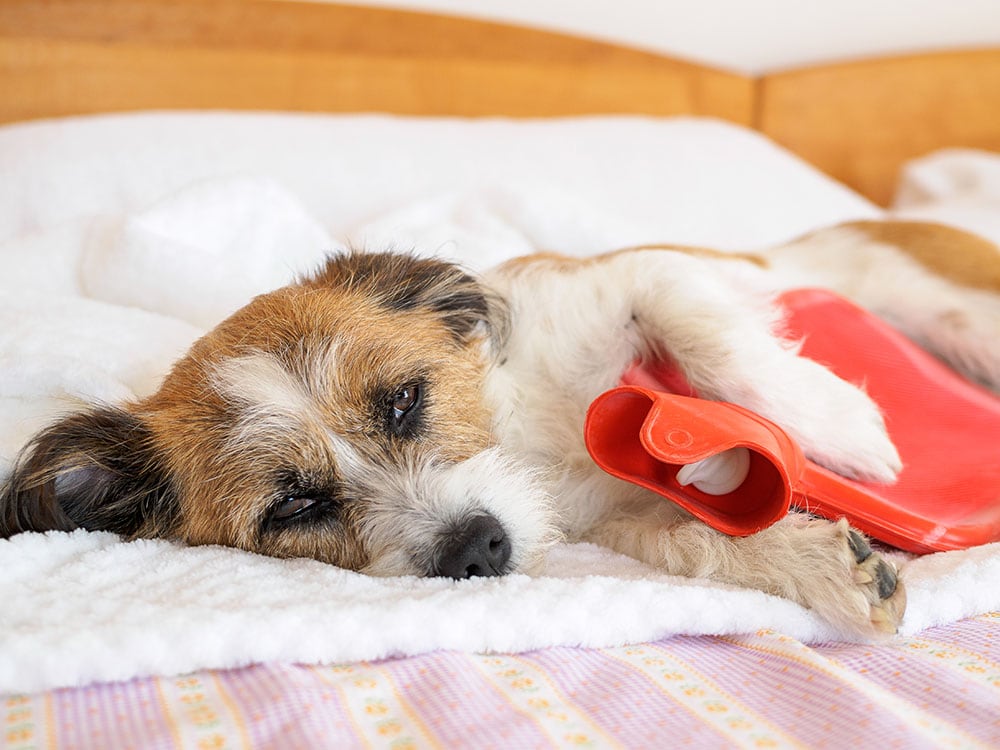 Sick dog with hot water bottle