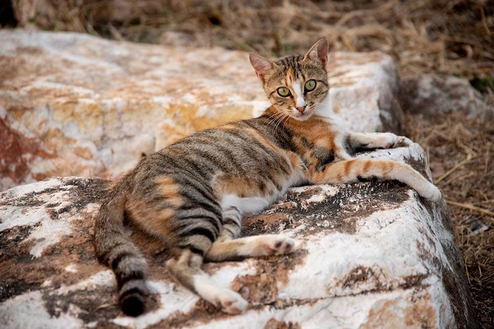 Sokoke cat lying on the rocks