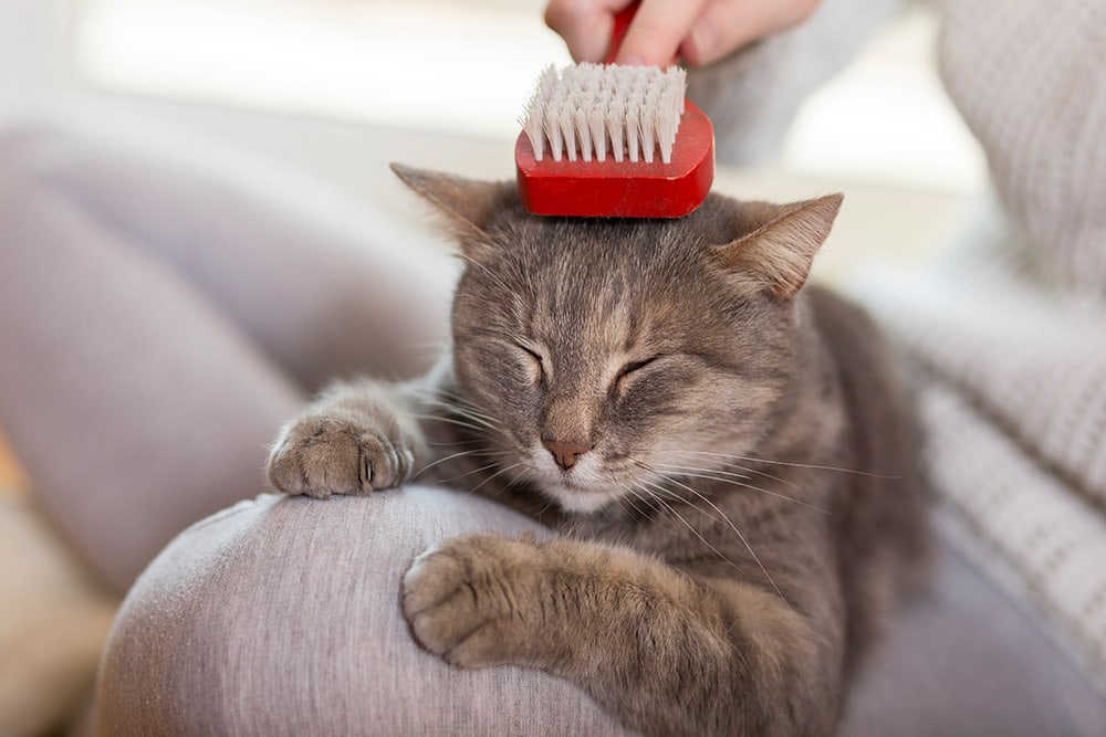Tabby cat lying in her owner's lap and enjoying while being brushed and combed