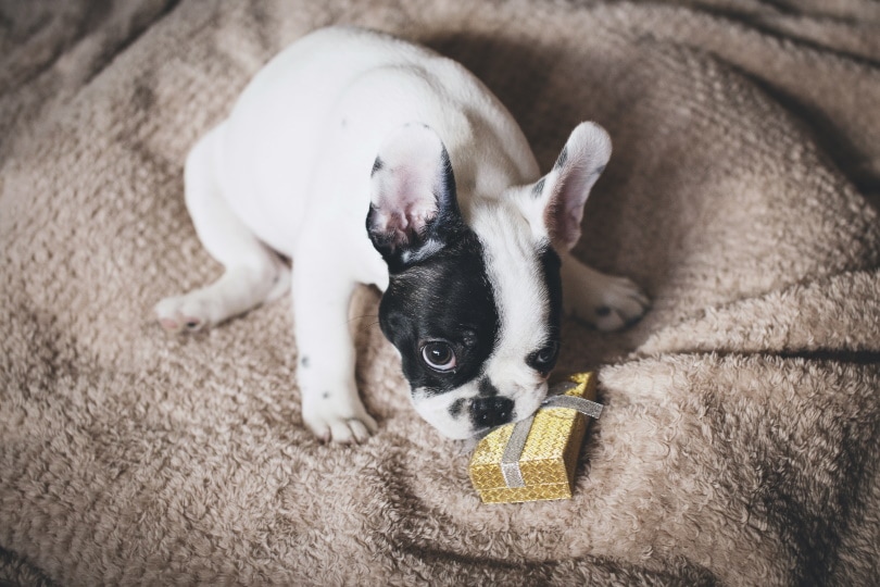 Teacup french bulldog nibbling on a tiny box