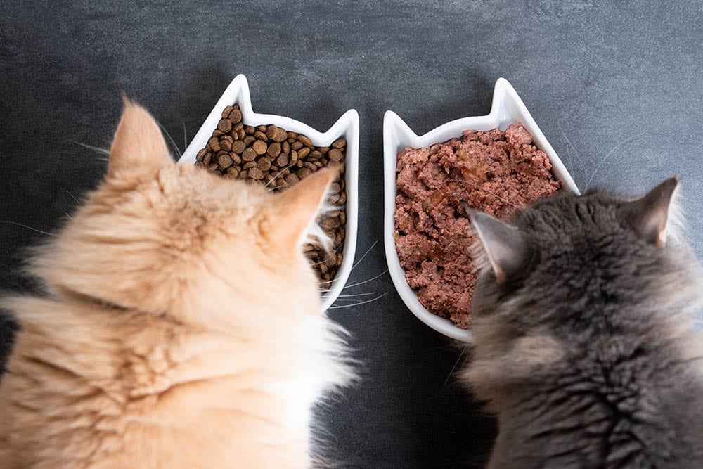 Top view of two cats eating wet and dry pet food from ceramic feeding dish