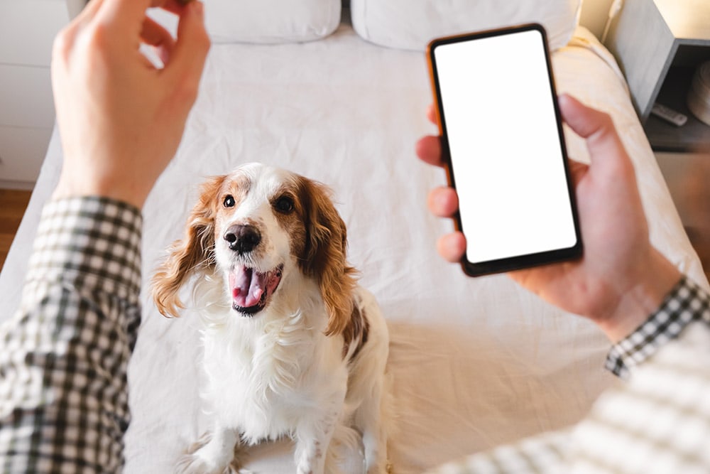 Training an active dog at home with a smartphone application