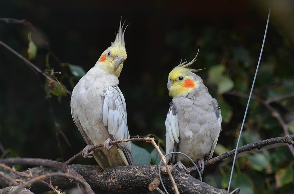 Two Cockatiels sitting on a branch