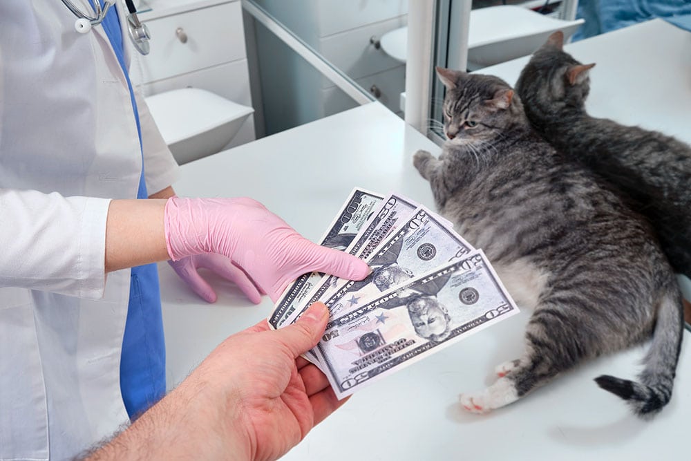 Bác sĩ thú y tại một phòng khám để điều trị cho một con mèo với tiền trong tay