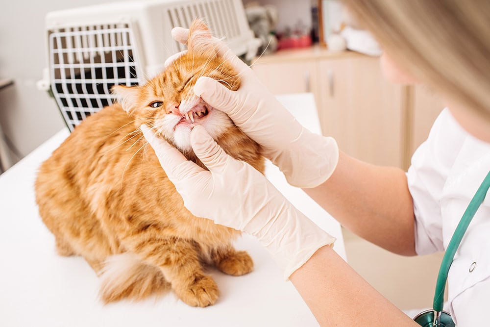 Veterinarian checks teeth to a cat
