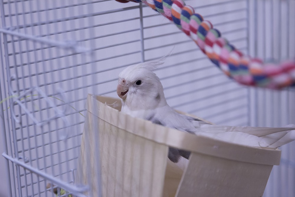 White cockatiel in his cage
