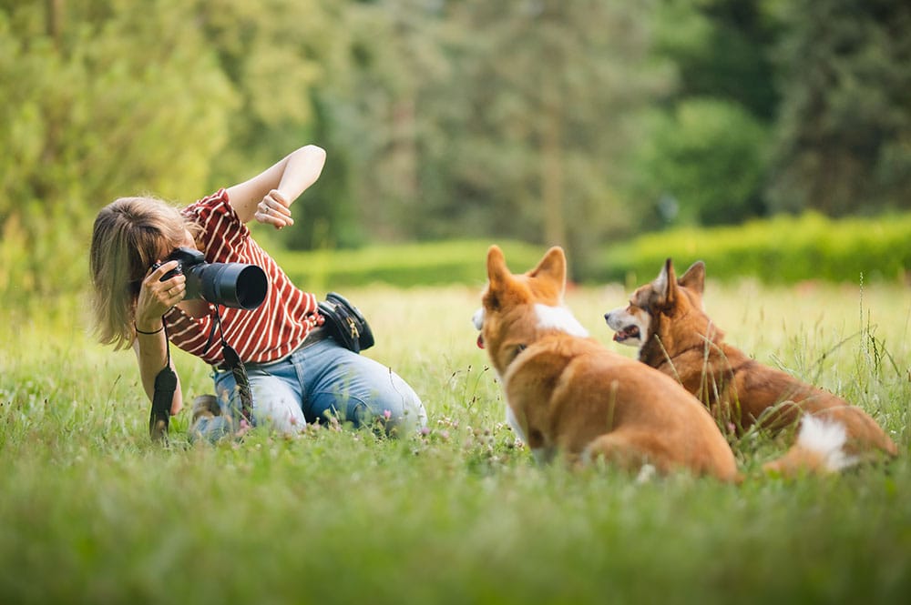 Young woman making a photo of welsh corgi pembroke dogs