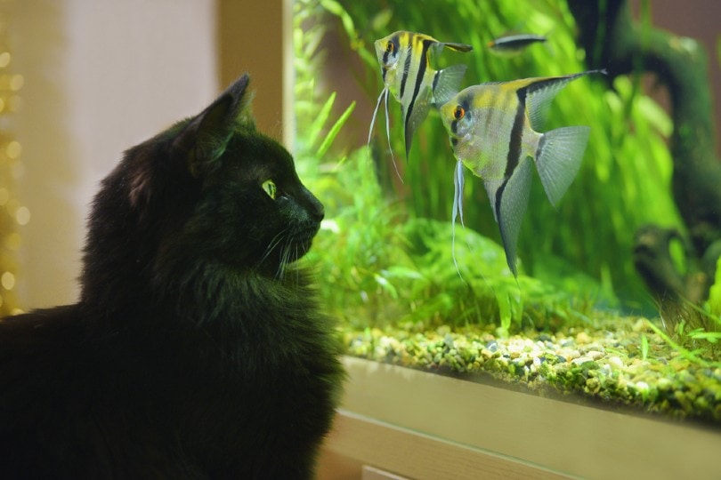 a black cat watching fish in the aquarium
