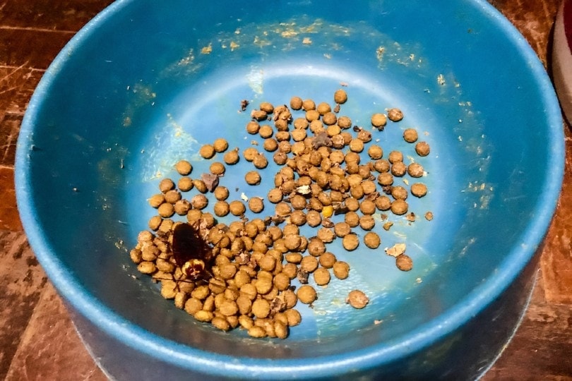 a cockroach on leftover dog food in a bowl