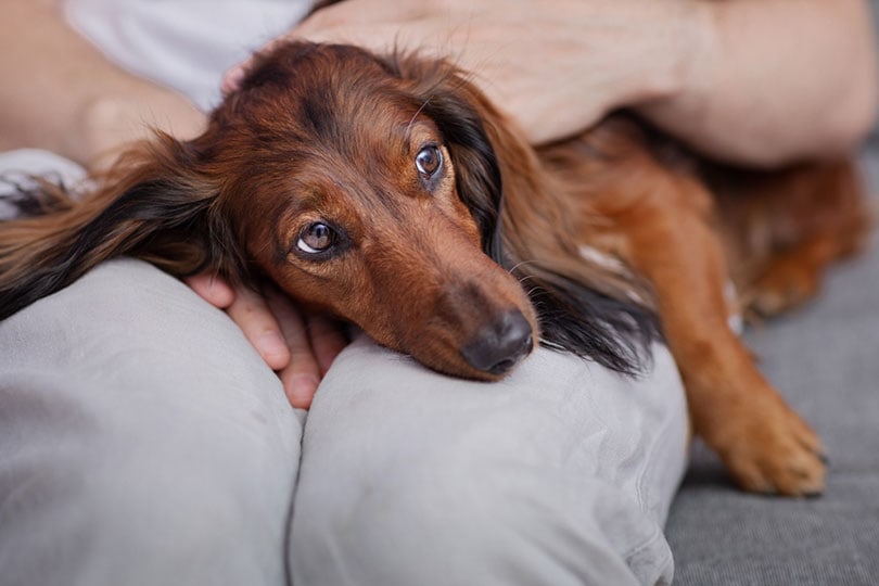 a dachshund dog lying on its owner's lap_Leka Sergeeva_Shutterstock