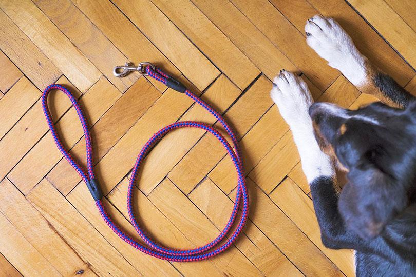 a dog looking at the leash on the floor