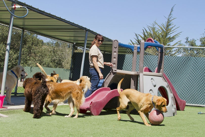 a female staff member at a doggy daycare