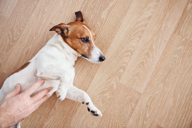 a male hand touching the dog's stomach