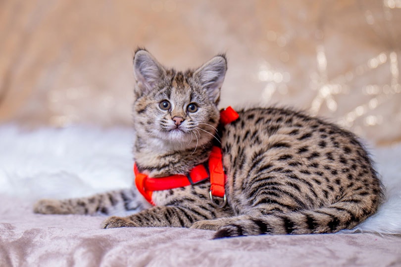 a savannah cat wearing a red harness