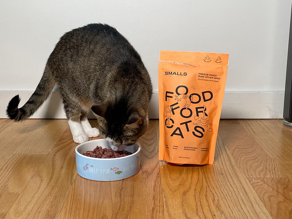 a tabby cat eating smalls freeze-dried raw other bird recipe