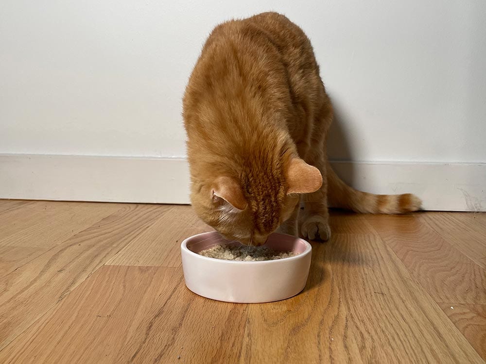 11 Best Cat Foods For Smelly Poop In 2023 Reviews Top Picks Hepper