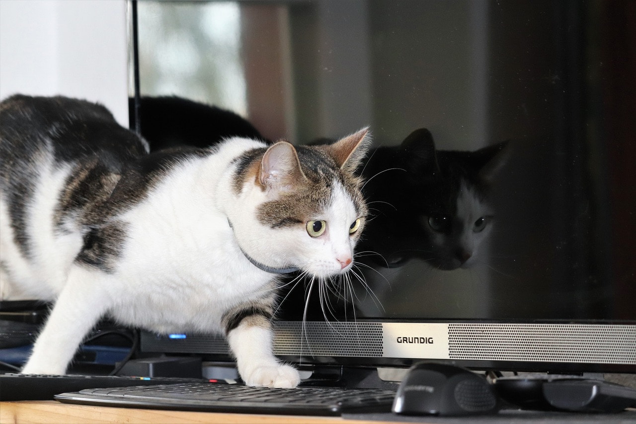 a tabby cat walking on a desk with computer setup