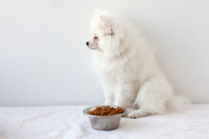 a white fluffy pomeranian dog not eating the food