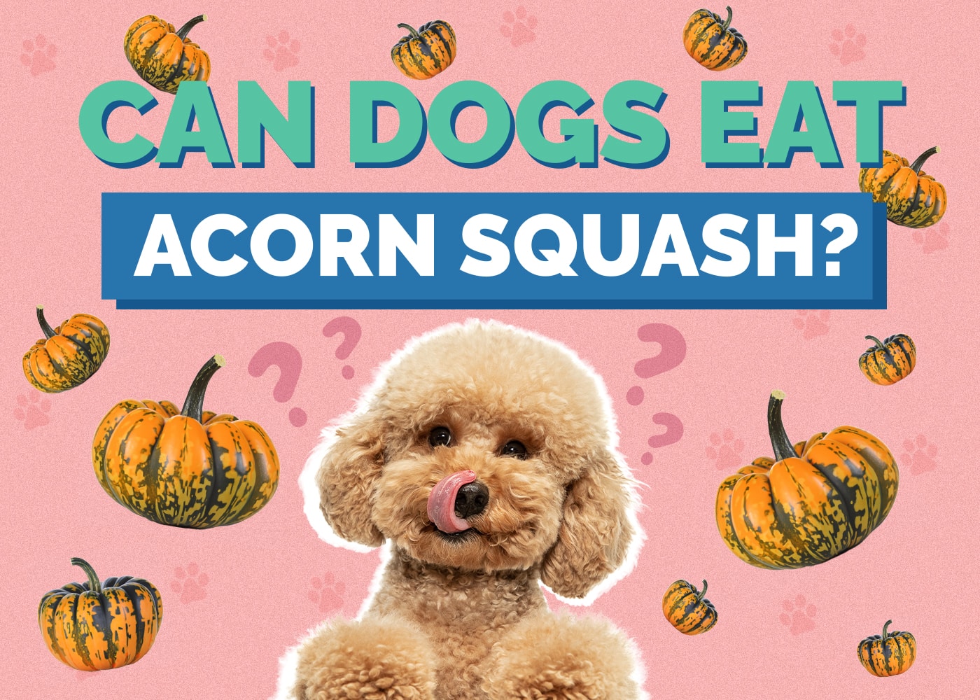 Can Dog Eat acorn squash