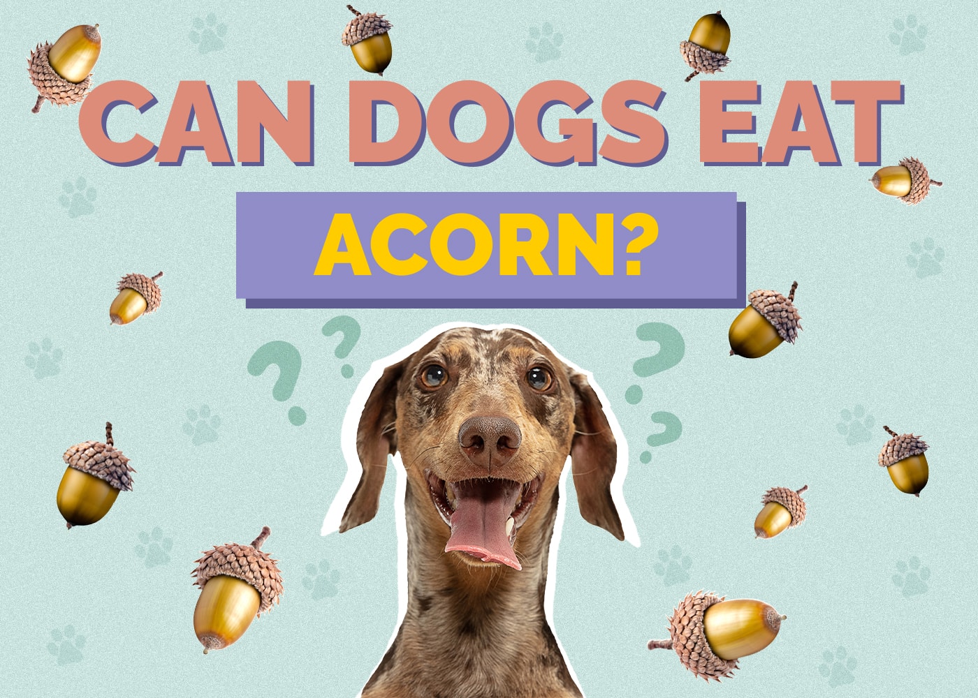 Can Dog Eat acorn