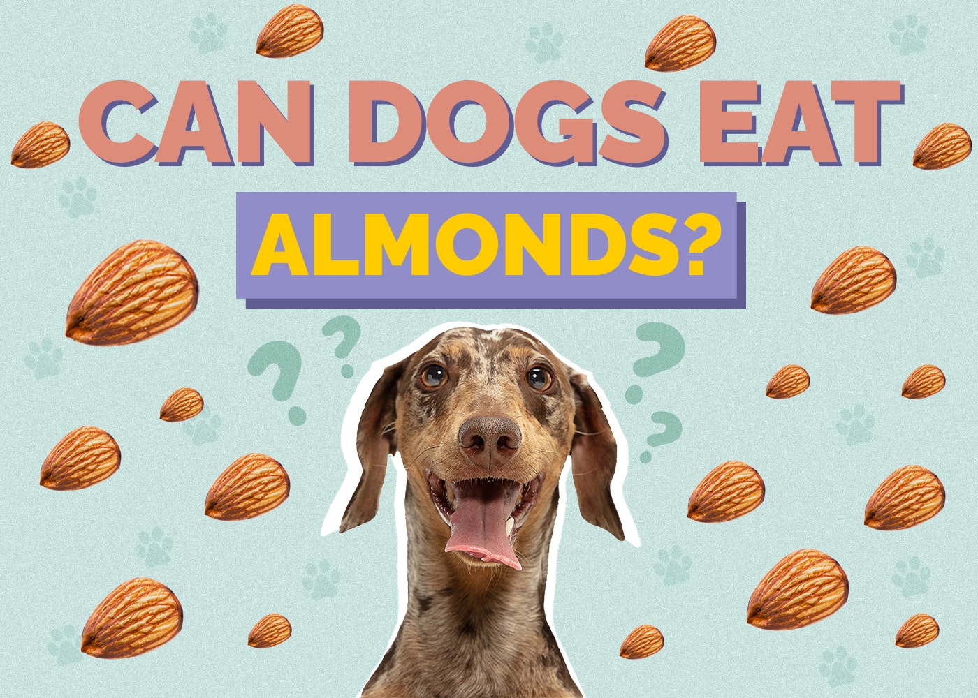 Can Dog Eat almonds
